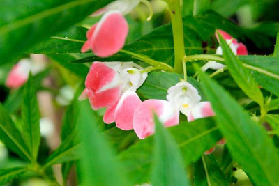 XOLDAA balsam frower Seed(15 per packet)