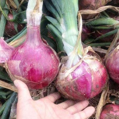 CYBEXIS Purple Onion Seeds2000 Seeds Seed(2000 per packet)