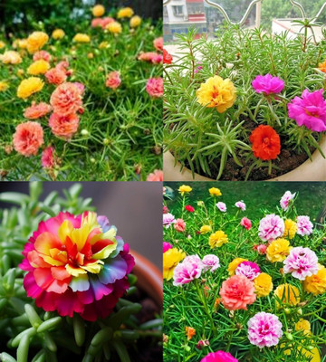 ibains Portulaca mix flower seeds bij 69 Seed(69 per packet)