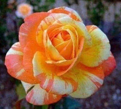 Qualtivate XXX-3A Orange White Rose Seeds Seed(25 per packet)