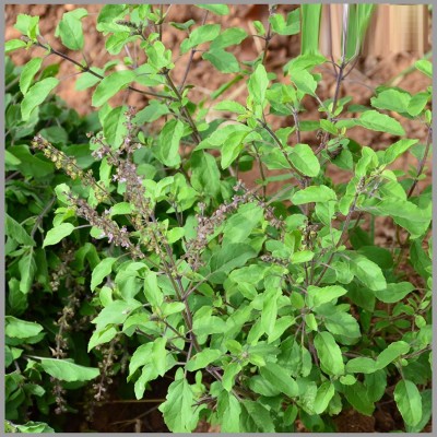 KNESSiN Krishna Tulsi | Shama Tulsi [1000 Seeds] Seed(1000 per packet)