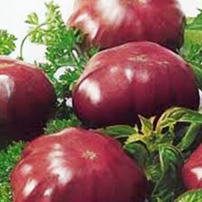 CYBEXIS Hardy Purple Tomato Seeds2000 Seeds Seed(2000 per packet)