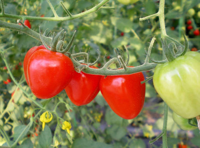 UGRA tomato Seed(60 per packet)