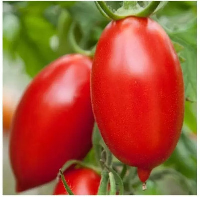 MAA Cherry Tomato, Tomato Seed(70 per packet)