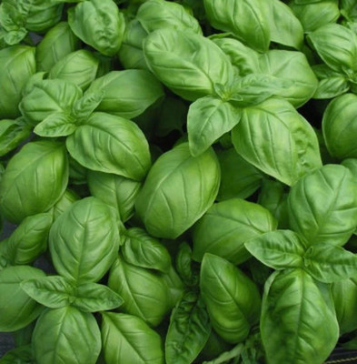XEFRA Basil proper green - Italiano Classico Seed(70 per packet)