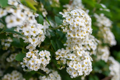 Plantzone gypsophila flower Seed(50 per packet)