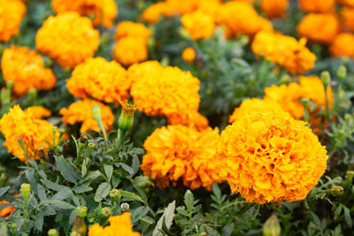 VINTI marigold/gende ka phool flower seeds Seed(75 per packet)