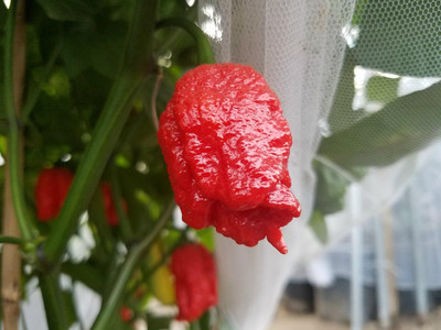 KNESSiN Disease-Resistant Lava Red Hot Pepper Seeds For Planting-(2400 Seeds) Seed(2400 per packet)