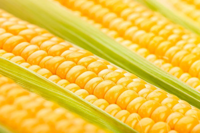 WILLVINE MEH -III Golden Bantam Sweet Corn Seeds-[100g] Seed(400 per packet)
