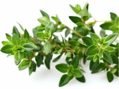 XOLDA Organic thyme herb Seed(36 per packet)