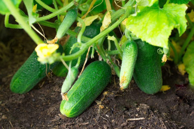 VibeX XLL-52 - Calypso Cucumber - (150 Seeds) Seed(150 per packet)