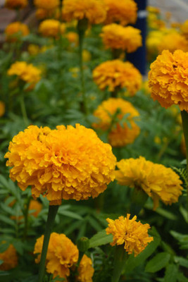 MAHYCO HYBRID TINDA marigold/gende ka phool flower seeds Seed(50 per packet)