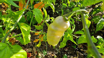 Biosnyg Heirloom White Multicoloured Chilli Seeds For Kitchen Gardening-(2000 Seeds) Seed(2000 per packet)