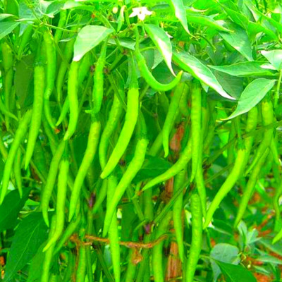 WILLVINE GOI -V Green Slim Plus F1 chilli Seeds[10gm, 2000 Seeds] Seed(2000 per packet)