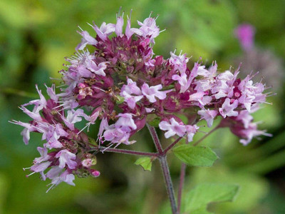 CYBEXIS XLR-91 - Herb Marjoram Oregano - (1350 Seeds) Seed(1350 per packet)