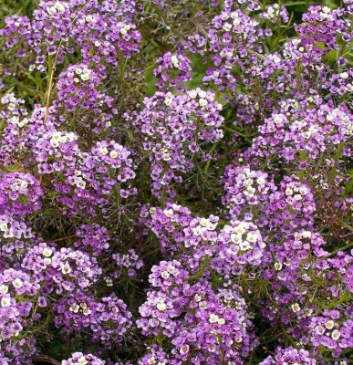 VINGTON Sweet Alyssum Flower Royal Carpet Dwarf Purple Seed(50 per packet)