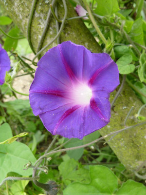 ZIXA IPOMEA FLOWER Seed(40 per packet)