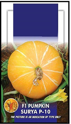 WILLVINE VVI-249 Pumpkin F1 Hybrid Surya P-10 Seed(50 per packet)