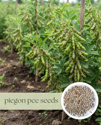 KRISHIVANTA TUVAR, ARHAR, PIGION PEA Seed(1 per packet)