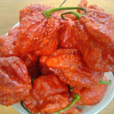 KNESSiN High Germination Moruga Satan Strain Pepper Seeds For Planting-(1200 Seeds) Seed(1200 per packet)