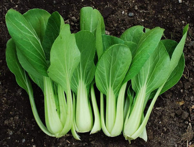 WILLVINE AGRI -X Chinese Cabbage Bok Choy Seeds [50g] Seed(15000 per packet)