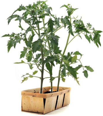 the green dotcom VNR Fresh Tamato Vegetable Hybrid Seed(70 per packet)