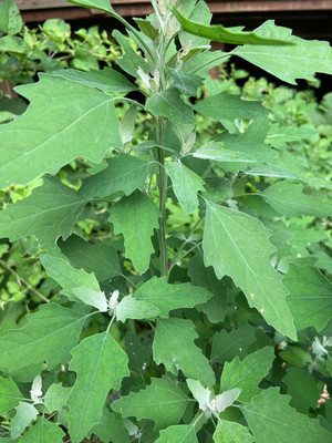ITTUMM Chenopodium/BATHUA Seed(500 per packet)