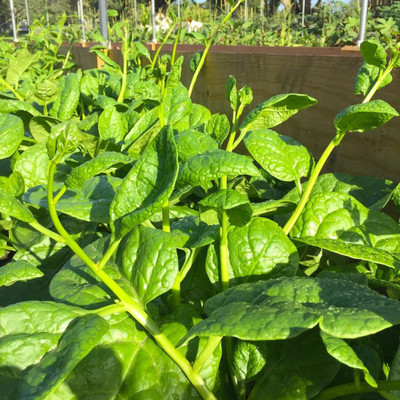CYBEXIS VVI-21 - Vining Green Ceylon Malabar Spinach - (2250 Seeds) Seed(2250 per packet)