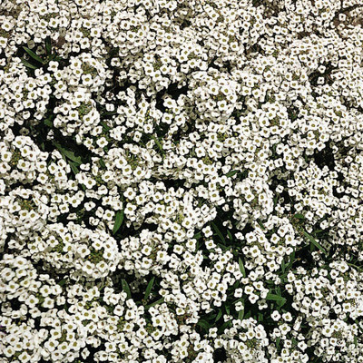 CYBEXIS Alyssum ‘Carpet of Snow’ Seed(1 g)