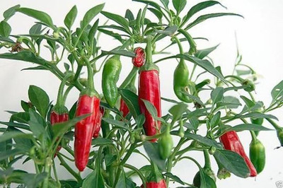 Qualtivate RES-4A Apache Red Chilli PepperSeeds Seed(300 per packet)