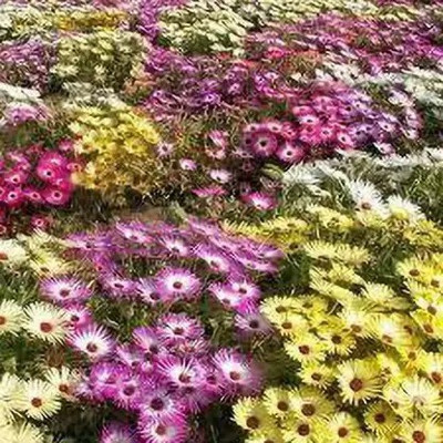 Aro Mesembryanthemum Seed(95 per packet)