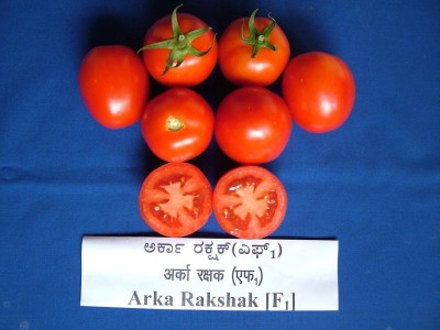 Qausain Tomato Seed(50 per packet)