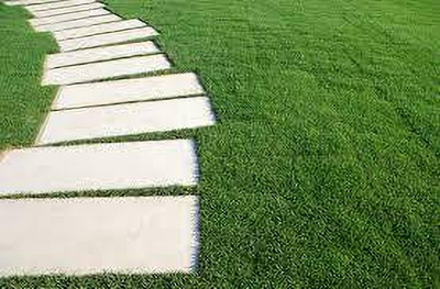 Seedsqlty Grass seeds for home garden Seed(8000 per packet)