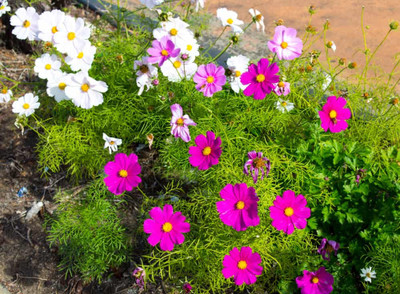 JAWKEY Cosmos Flower Seed(20 per packet)