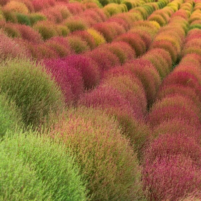 Availstore Kochia Fire Bush Seeds Seed(15 per packet)
