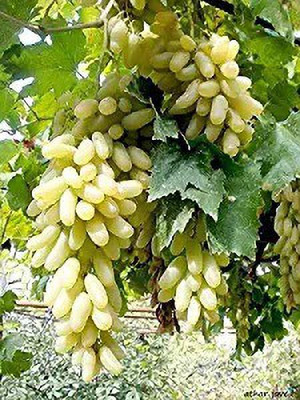 Aro Grapes, Green Grapes Seed(85 per packet)
