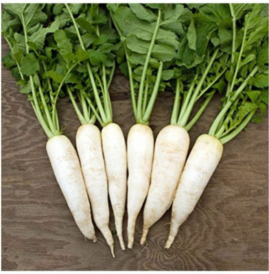 VINTI Radish Vegetable Seed(2500 per packet)