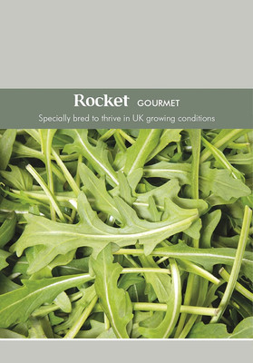 WILLVINE Rocket Arugula leaves Herb Seed-[250 Seeds] Seed(250 per packet)