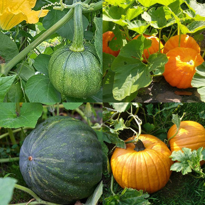 ibains Pumpkin seeds for farming biij 40 Seed(40 per packet)