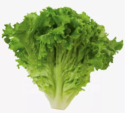 Quentova High Quality Fresh Iceberg Lettuce-DXL-11C Seed(300 per packet)