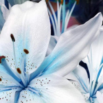 CYBEXIS LX-13 - Blue Rare Lily - (180 Seeds) Seed(180 per packet)