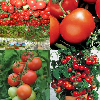 ibains Tamatar seeds pack of 400 Seed(400 per packet)