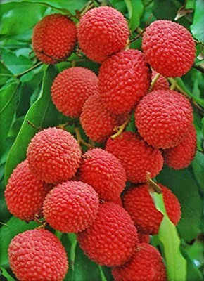 Aro Litchi, Lichi, Lychee Seed(20 per packet)