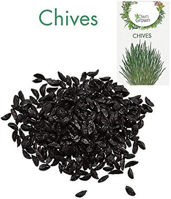 CYBEXIS Chives Hybrid Herb Seed700 Seeds Seed(700 per packet)