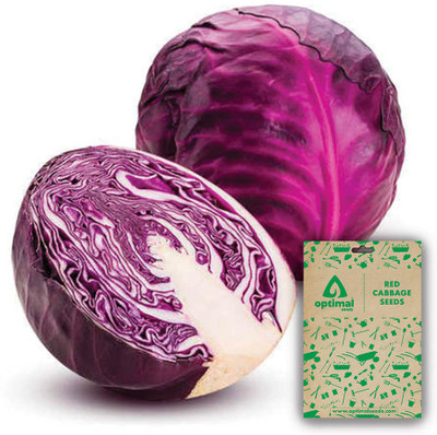 Optimal Seeds Red Cabbage Seed(20 per packet)