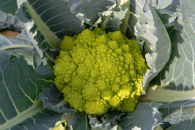 Parshwa white cauliflower,gobhee seeds Seed(25 per packet)