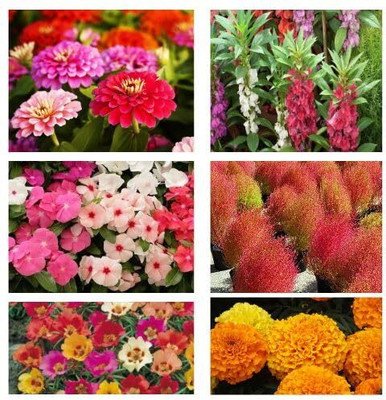 Aywal 6 Variety Of Flower Seeds Combo Pack Seed(15 per packet)