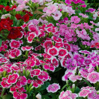 Epazo Hybrid Dahlia Double Flower Seed(20 per packet)