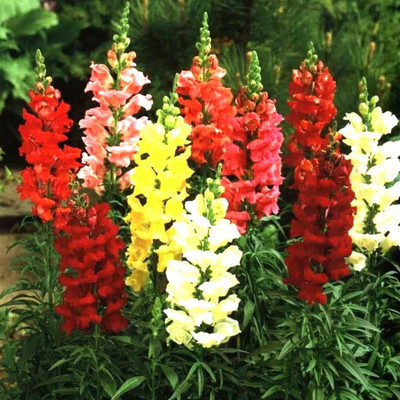 Aywal Antirrhinum Palette Mix Flower Seed(80 per packet)