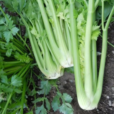 Quentova Celery Vegetable/Herb-6I-KWI Seed(200 per packet)